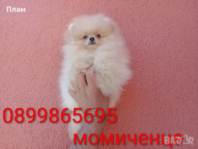 Женски Померан на 3 месеца. Реални снимки от 15.06.26 г. 
