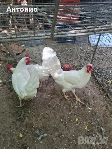Продавам ярки бял лекхорн, снимка 3 - Кокошки и пуйки - 54963215