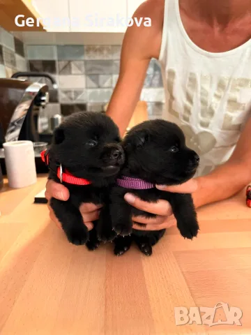 Шиперке / Schipperke, снимка 6 - Други - 55357854