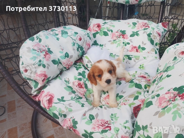 Продава Кинг Чарлз Кавалер, снимка 10 - Кавалер кинг чарлз шпаньол - 54413603