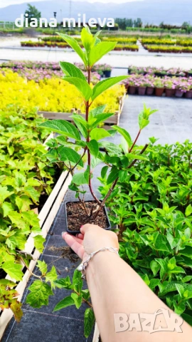 Хортензия паникулата Пинки Уинки, Hydrangea paniculata Pinky Winky, снимка 4 - Градински цветя и растения - 54722812