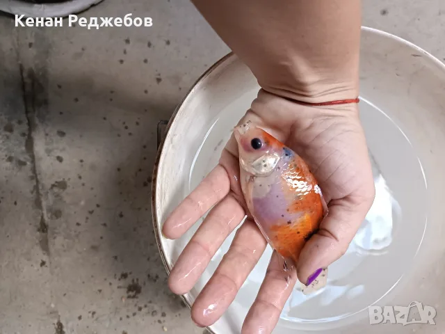 Продавам езерни рибки , снимка 14 - Рибки - 55351563