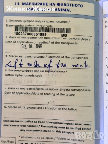  Продавам Голдън Ретривър – Бела, 3 месеца, снимка 8 - Голдън ретривър - 54726874