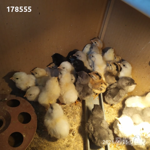 Пиленца Араукана сини и зелени яйца !!!