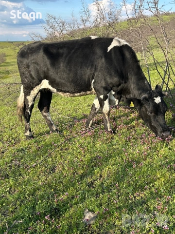 Продавам Крава и Юница