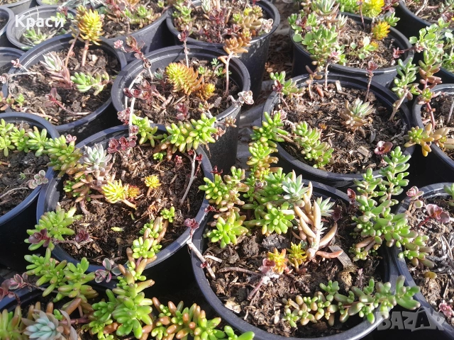 Микс седуми., снимка 4 - Разсади - 53981028