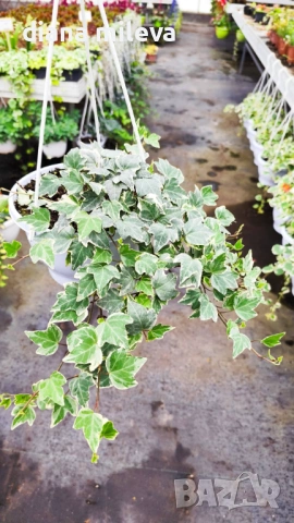  Кошница с Бръшлян Бяло чудо, Hedera helix White Wonder, студоустойчив, снимка 8 - Градински цветя и растения - 53490433