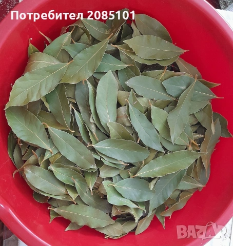 Дафинов лист - листа, снимка 4 - Градински цветя и растения - 40207025