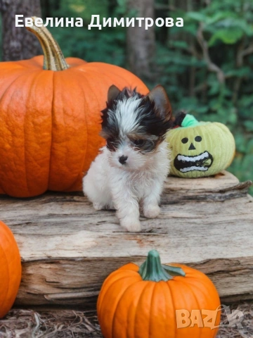 Yorkshire Terrier Biewer Girl
