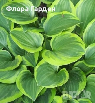 МНОГОГОДИШНИ ЦВЕТЯ, снимка 15 - Градински цветя и растения - 54702878