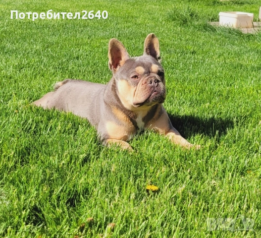Френски булдог лилак тан (lilac tan), снимка 9 - Френски булдог - 54724266