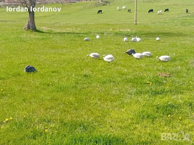 Яйца от свободно отглеждани токачки. , снимка 3 - други­ - 55427317