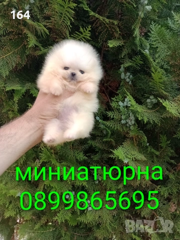 Миниатюрно мини момченце. Мини Померан. Реални снимки от 17.06.26 г. 