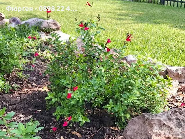 Салвия (Salvia greggii) 'Lipstick', снимка 4 - Разсади - 55344482