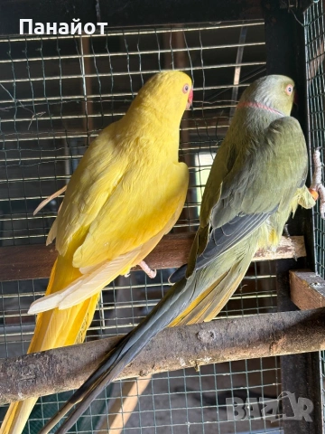 Зрели Малки Александъри, снимка 6 - Папагали - 53981116