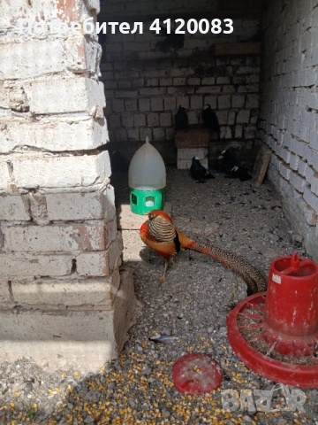 фазани , снимка 8 - други­ - 52227024