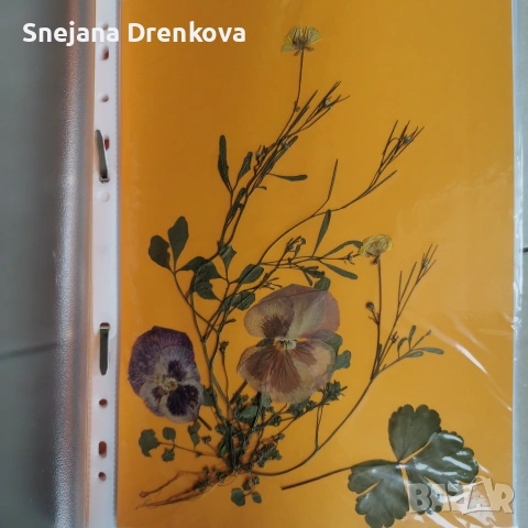 Систематичен хербарий