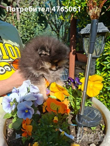 Померан момченце , снимка 11 - Померан - 54245988