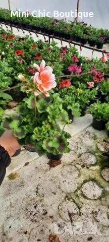 ОБИКНОВЕНО МУШКАТО ( Pelargonium ) – красиво, здраво и богато цъфтящо. Пазарджик , снимка 3 - Разсади - 54371745