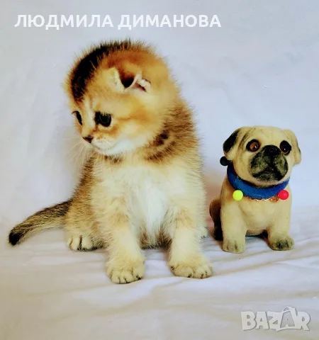 Шотландско мъжко златна чинчила , снимка 6 - Британска късокосместа - 55419250