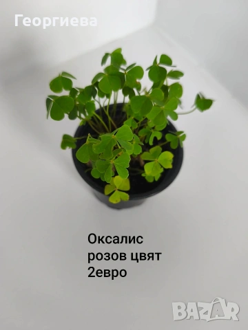 градински растения , снимка 14 - Сортови семена и луковици - 54944668