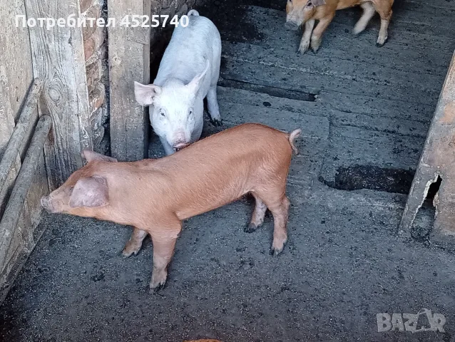 Прасета шест броя, снимка 4 - Прасета - 55689579