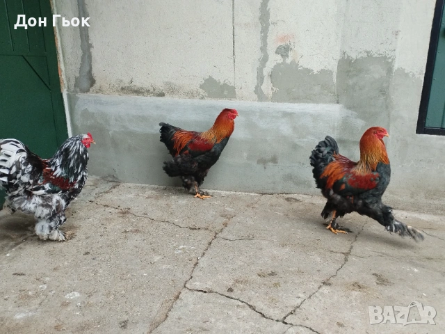 Продавам петли Брама, снимка 3 - Кокошки и пуйки - 54032206