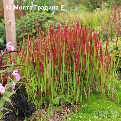 Императа , снимка 4 - Градински цветя и растения - 54020275