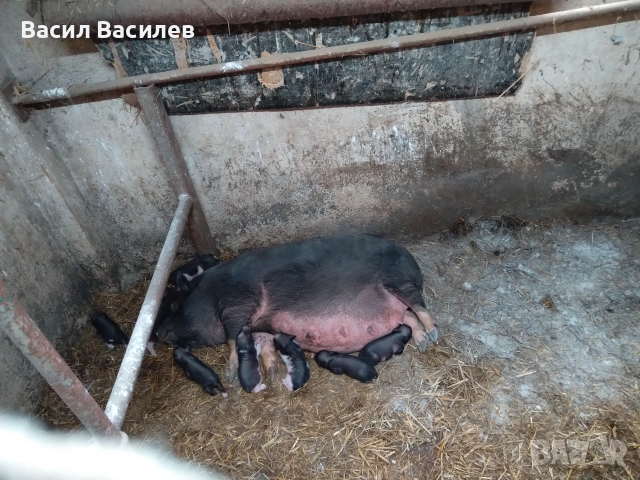 Продавам виетнамски прасенца 