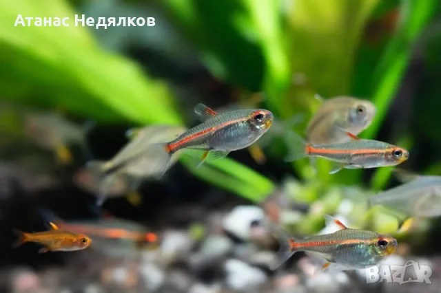 Hemigrammus erythrozonus
Меден неон

