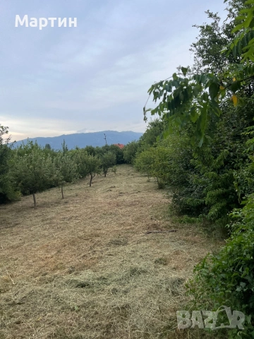 Косене на тревни площи и рязане на дърва и дървета, снимка 3 - Други услуги - 53969267