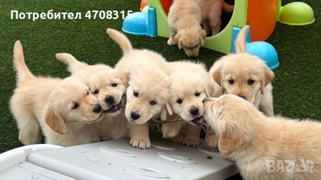 Голдън ретривър момче родословен баща, снимка 8 - Голдън ретривър - 54366591