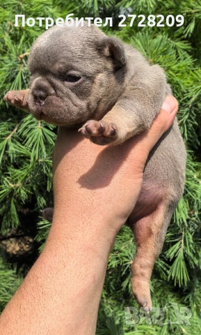 Френски булдог/French Bulldog , снимка 6 - Френски булдог - 54656690