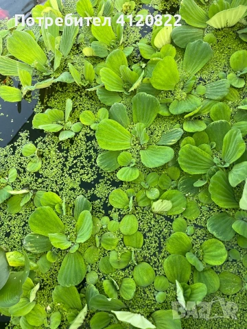 Прекрасни водни растения, снимка 4 - Градински цветя и растения - 54903925