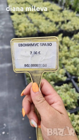 Евонимус Браво, Euonymus japonicus Bravo, снимка 12 - Градински цветя и растения - 54457987