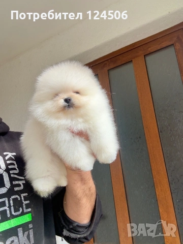 Померан мини померанче