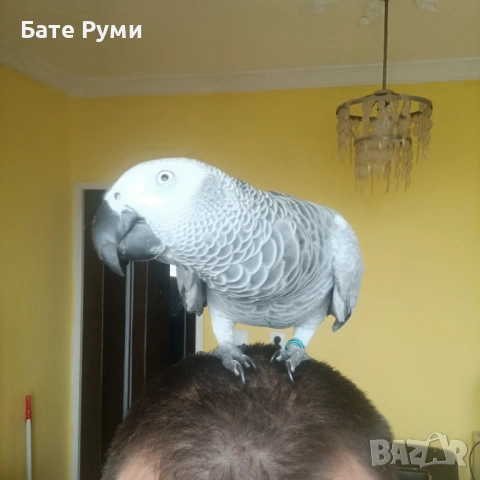 Папагал Жако, снимка 4 - Папагали - 54013467