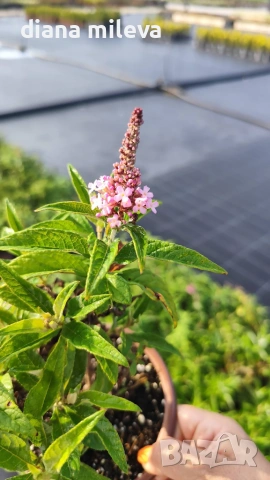 Будлея Розова наслада, Buddleja Pink Delight, снимка 9 - Градински цветя и растения - 55038192