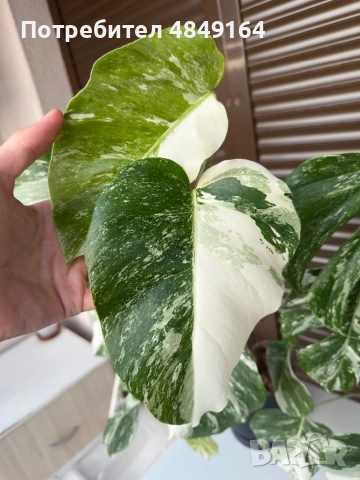 Monstera Albo Variegata (Монстера Албо Вариегата), снимка 6 - Стайни растения - 54804626