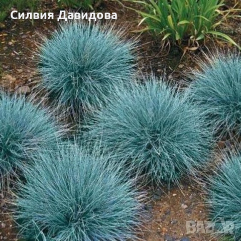 фестука 