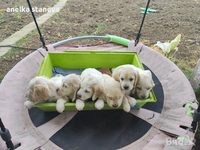 Продават се кокер шпаньоли, снимка 6 - Кокер шпаньол - 49042795