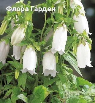 Кампанула, Камбанки многогодишни, снимка 2 - Градински цветя и растения - 55001252