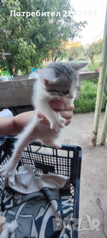 Котета, снимка 2 - Други - 54567849
