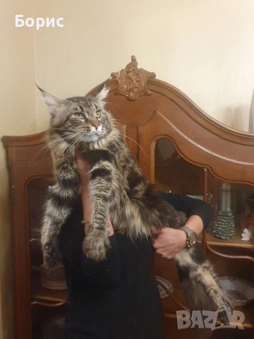 Мейн куун котета, снимка 5 - Мейн кун - 35075644