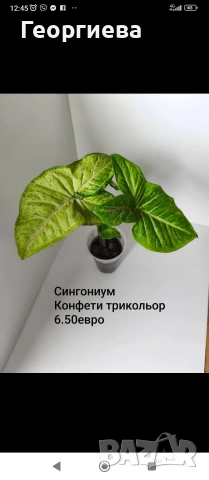 декоративно листни растения , снимка 5 - Стайни растения - 54615479