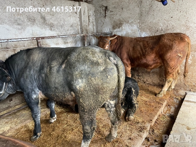 Продавам телета и телешко месо , снимка 2 - Крави - 54815560