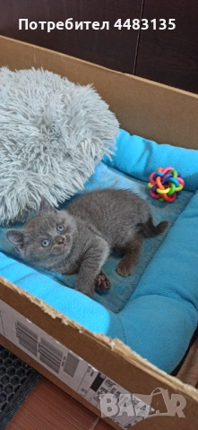 Котенца, снимка 4 - Британска късокосместа - 54756425