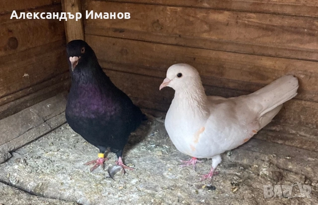 Гълъби