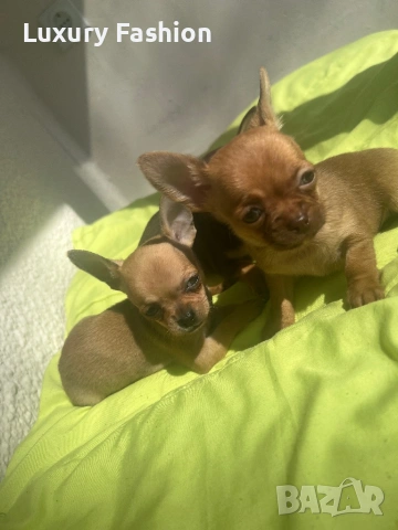 Чихуахуа кученца , снимка 5 - Чихуахуа - 54217329