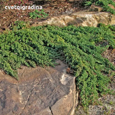Juniperus procumbens Nana (Прокумбенс Нана, снимка 3 - Градински цветя и растения - 55394001
